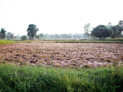 ขั้นตอนที่ 1 การเลือกพื้นที่ปลูก