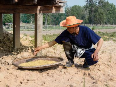 ขั้นตอนที่ 10 การเก็บรักษาผลผลิต