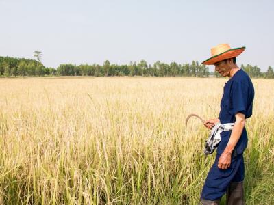 ขั้นตอนที่ 10 การเก็บรักษาผลผลิต