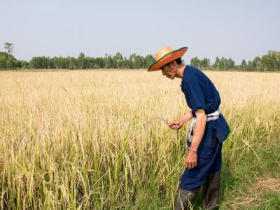 ขั้นตอนที่ 10 การเก็บรักษาผลผลิต