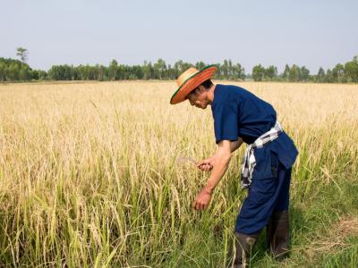 ขั้นตอนที่ 10 การเก็บรักษาผลผลิต