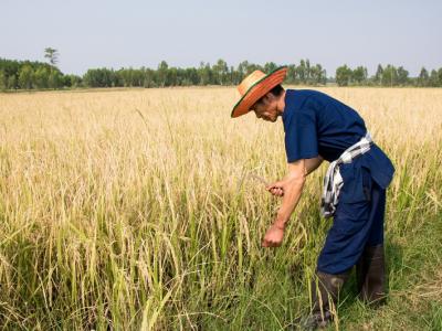 ขั้นตอนที่ 10 การเก็บรักษาผลผลิต