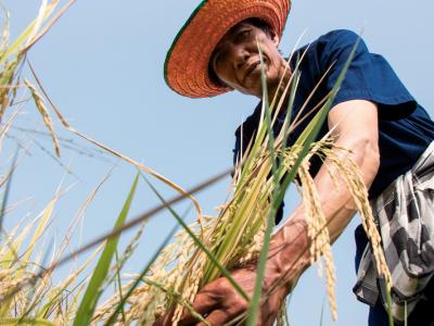 ขั้นตอนที่ 10 การเก็บรักษาผลผลิต