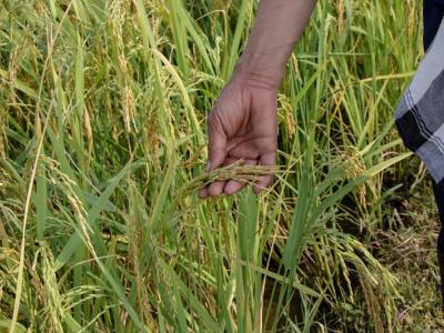 ขั้นตอนที่ 2 การเลือกเมล็ดพันธุ์ข้าว
