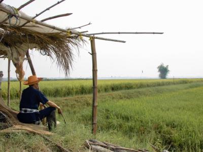 ขั้นตอนที่ 2 การเลือกเมล็ดพันธุ์ข้าว