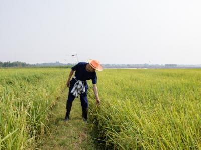 ขั้นตอนที่ 2 การเลือกเมล็ดพันธุ์ข้าว