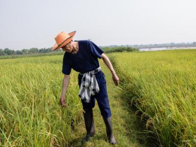 ขั้นตอนที่ 2 การเลือกเมล็ดพันธุ์ข้าว