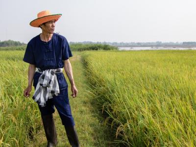 ขั้นตอนที่ 2 การเลือกเมล็ดพันธุ์ข้าว