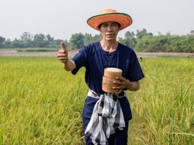 ขั้นตอนที่ 2 การเลือกเมล็ดพันธุ์ข้าว
