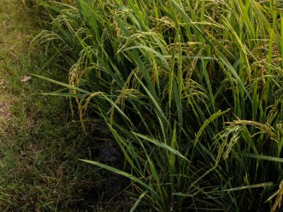 ขั้นตอนที่ 2 การเลือกเมล็ดพันธุ์ข้าว