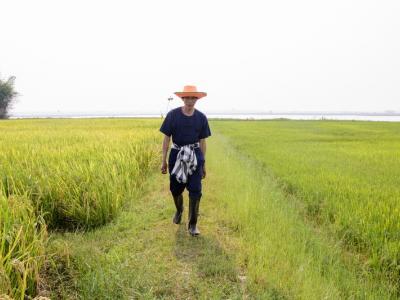 ขั้นตอนที่ 2 การเลือกเมล็ดพันธุ์ข้าว