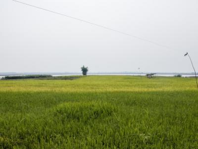 ขั้นตอนที่ 2 การเลือกเมล็ดพันธุ์ข้าว