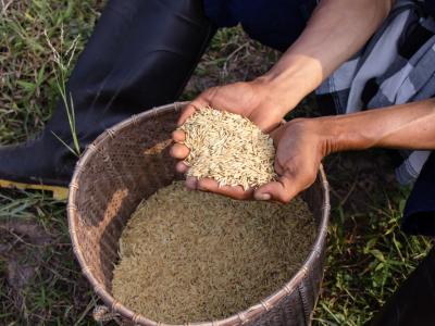 ขั้นตอนที่ 3 การเตรียมเมล็ดพันธุ์ข้าว