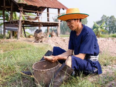 ขั้นตอนที่ 3 การเตรียมเมล็ดพันธุ์ข้าว