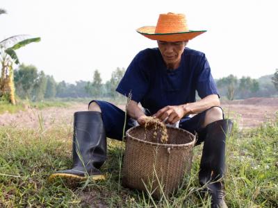 ขั้นตอนที่ 3 การเตรียมเมล็ดพันธุ์ข้าว