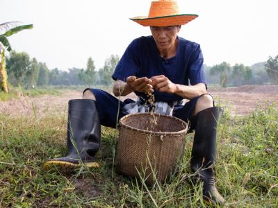 ขั้นตอนที่ 3 การเตรียมเมล็ดพันธุ์ข้าว