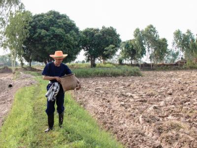 ขั้นตอนที่ 3 การเตรียมเมล็ดพันธุ์ข้าว