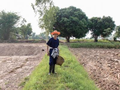 ขั้นตอนที่ 3 การเตรียมเมล็ดพันธุ์ข้าว