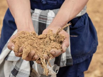 ขั้นตอนที่ 4 การเตรียมดิน