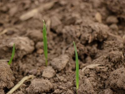 ขั้นตอนที่ 5 วิธีปลูกพันธุ์ข้าว