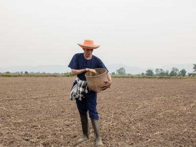ขั้นตอนที่ 5 วิธีปลูกพันธุ์ข้าว