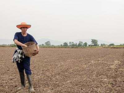 ขั้นตอนที่ 5 วิธีปลูกพันธุ์ข้าว