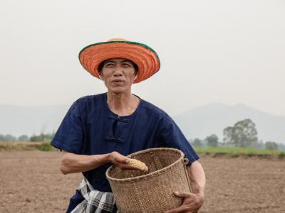 ขั้นตอนที่ 5 วิธีปลูกพันธุ์ข้าว