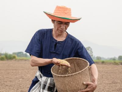 ขั้นตอนที่ 5 วิธีปลูกพันธุ์ข้าว