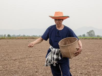 ขั้นตอนที่ 5 วิธีปลูกพันธุ์ข้าว