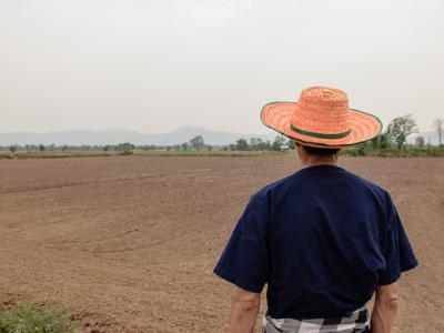 ขั้นตอนที่ 5 วิธีปลูกพันธุ์ข้าว
