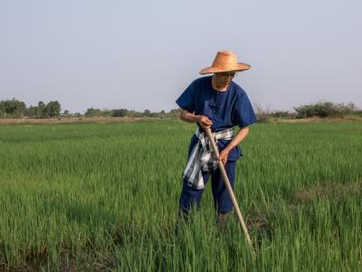 ขั้นตอนที่ 7 การควบคุมวัชพืช