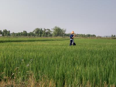 ขั้นตอนที่ 7 การควบคุมวัชพืช