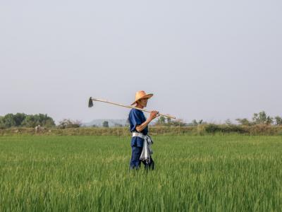 ขั้นตอนที่ 7 การควบคุมวัชพืช