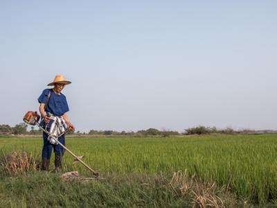 ขั้นตอนที่ 7 การควบคุมวัชพืช
