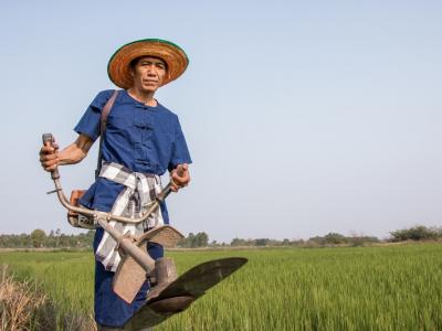 ขั้นตอนที่ 7 การควบคุมวัชพืช