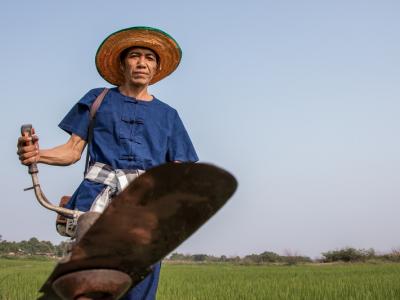 ขั้นตอนที่ 7 การควบคุมวัชพืช