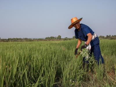 ขั้นตอนที่ 7 การควบคุมวัชพืช