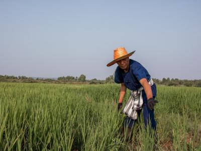 ขั้นตอนที่ 7 การควบคุมวัชพืช