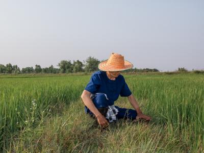 ขั้นตอนที่ 8 การป้องกันกำจัดสัตว์ศัตรูข้าว