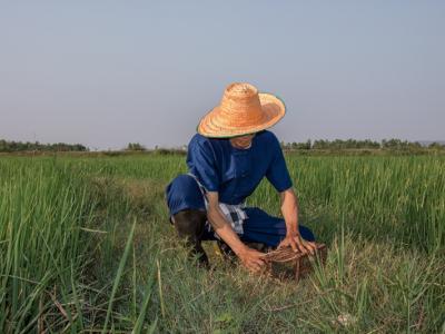 ขั้นตอนที่ 8 การป้องกันกำจัดสัตว์ศัตรูข้าว