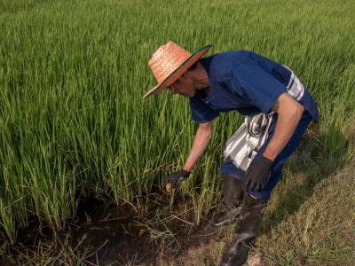 ขั้นตอนที่ 8 การป้องกันกำจัดสัตว์ศัตรูข้าว