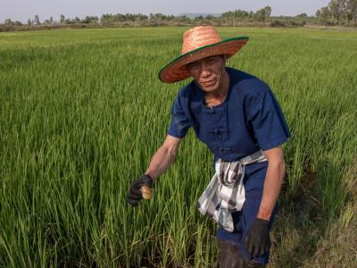 ขั้นตอนที่ 8 การป้องกันกำจัดสัตว์ศัตรูข้าว