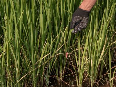 ขั้นตอนที่ 8 การป้องกันกำจัดสัตว์ศัตรูข้าว