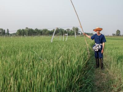 ขั้นตอนที่ 8 การป้องกันกำจัดสัตว์ศัตรูข้าว