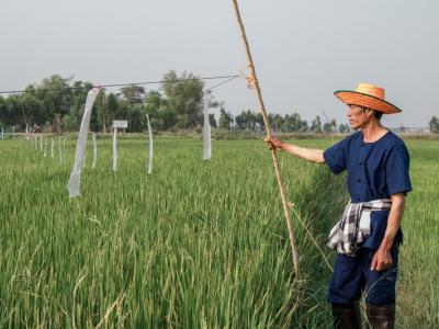 ขั้นตอนที่ 8 การป้องกันกำจัดสัตว์ศัตรูข้าว