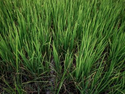 ขั้นตอนที่ 9 การจัดการน้ำ