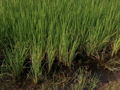 ขั้นตอนที่ 9 การจัดการน้ำ